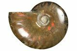 Red Flash Ammonite Fossil - Madagascar #187252-1